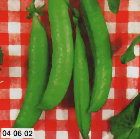 PISELLO RAMPICANTE S.CRISTOFORO GR.500